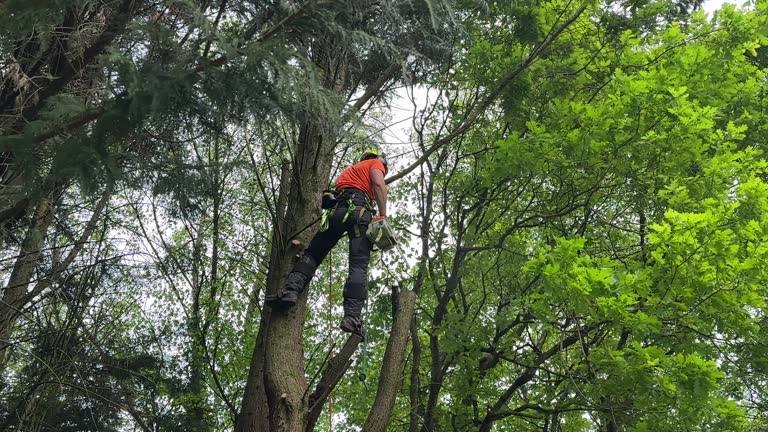 How Our Tree Care Process Works  in University Place, WA